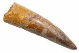 Fossil Spinosaurus Tooth - Real Dinosaur Tooth #345577-1
